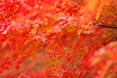 紅葉狩り２０２１