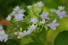 紫陽花は咲いても梅雨入りしない