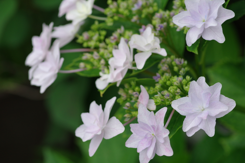 次々開花する紫陽花