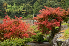 夫婦で紅葉狩り