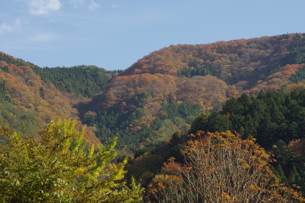 紅葉狩り