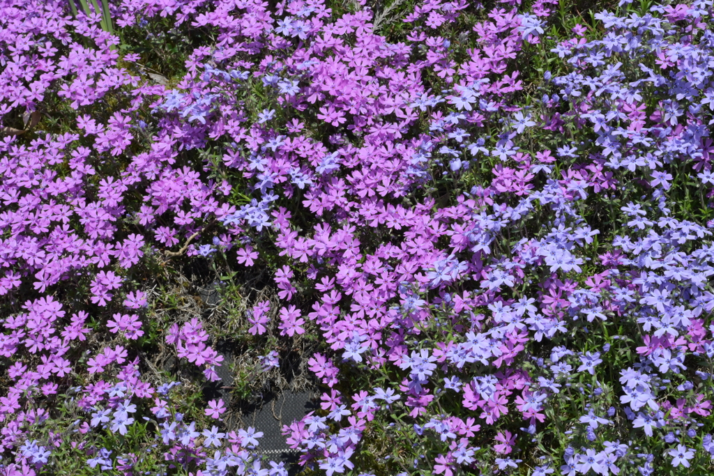 大道理の芝桜