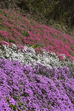 大道理の芝桜