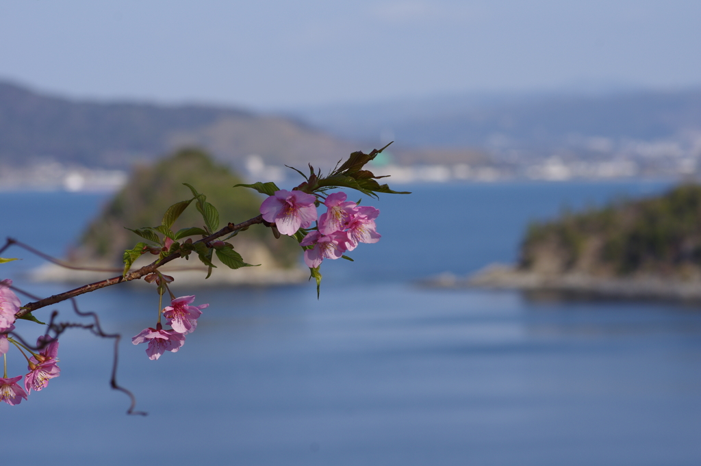 河津桜2021