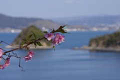 河津桜2021