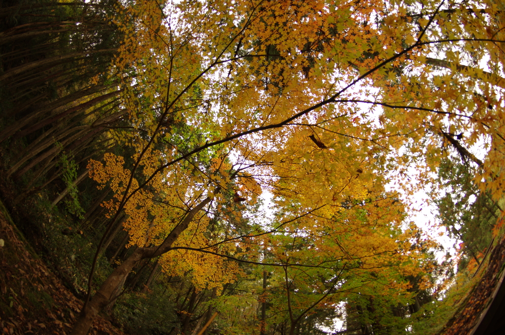 紅葉狩り２０２１