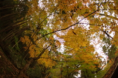 紅葉狩り２０２１