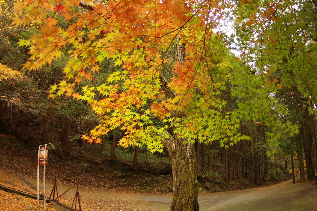 紅葉狩り２０２１