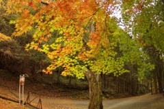 紅葉狩り２０２１