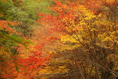 紅葉狩り２０２１