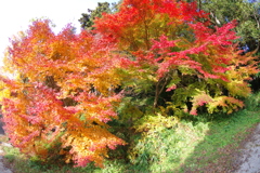 伊藤公記念公園の紅葉