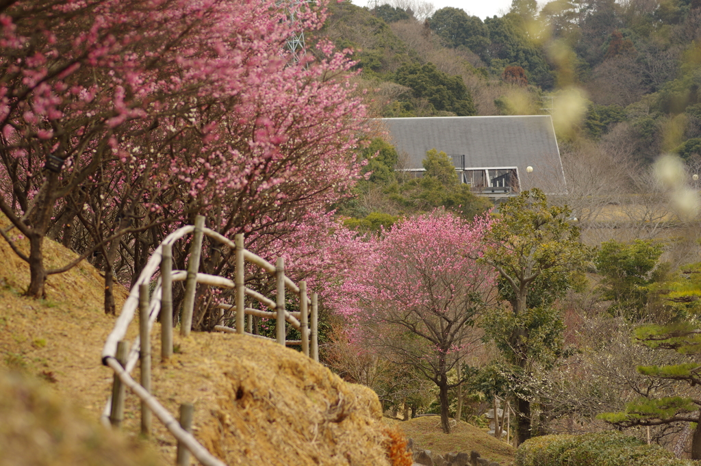 冠梅園
