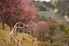 冠梅園