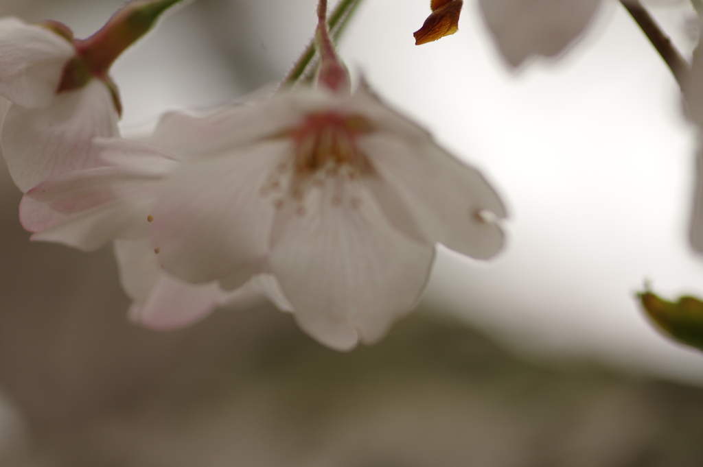 雨上がりお花見2021