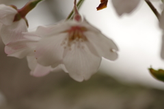 雨上がりお花見2021