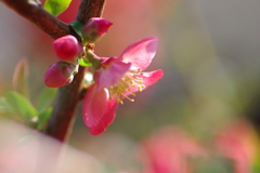 ひっそりと咲いていた木瓜の花