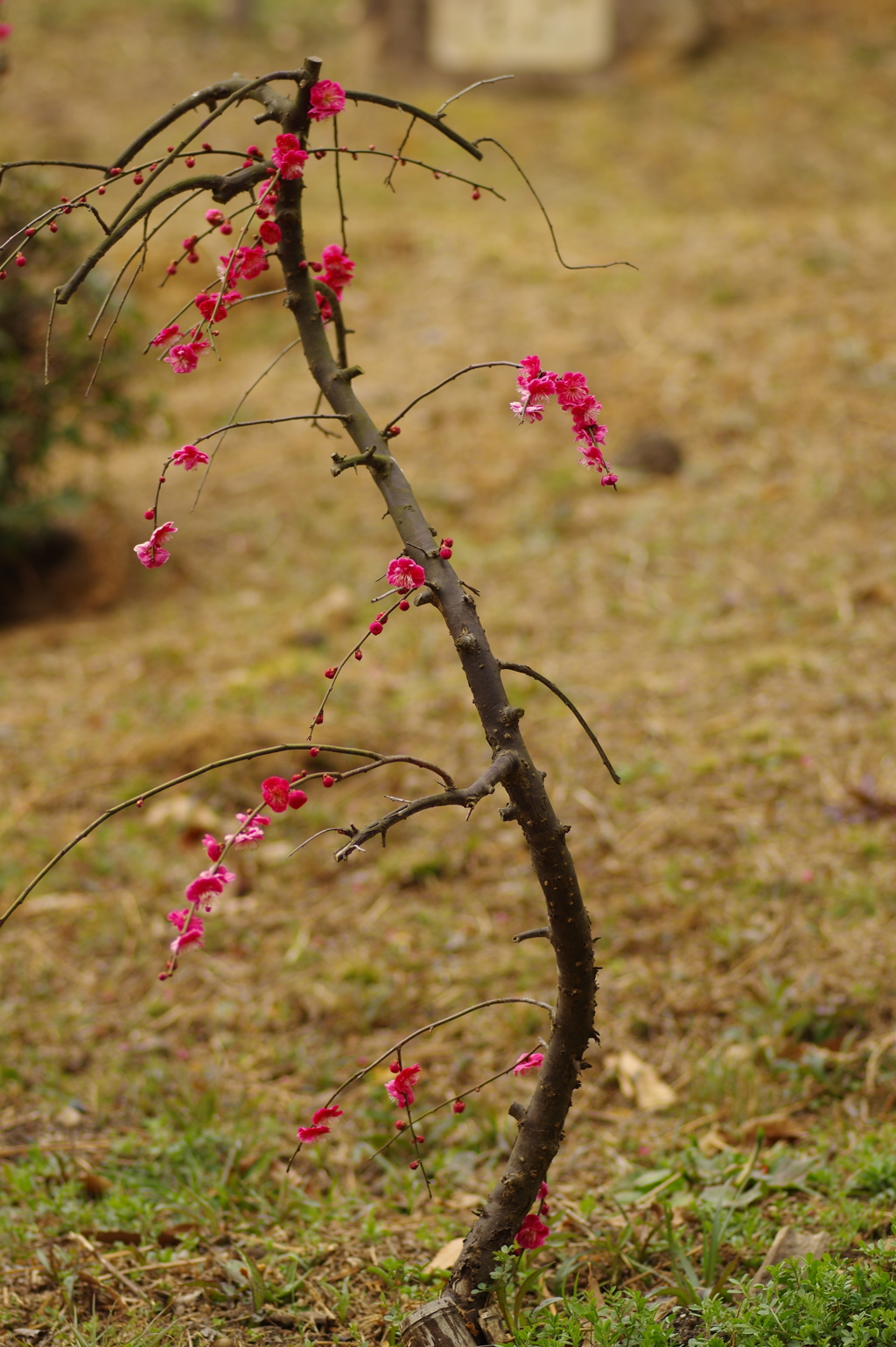 冠梅園