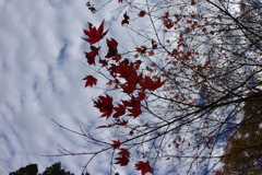 親子で紅葉狩り