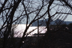 海をレフ盤に梅の枝
