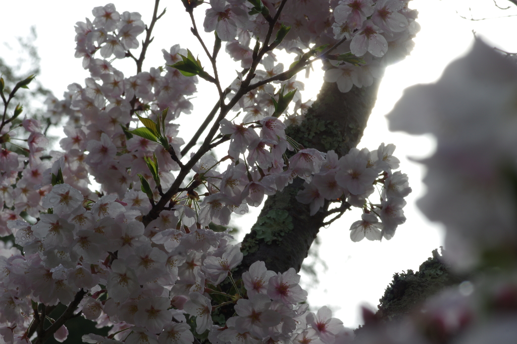 雨上がり一人でお花見