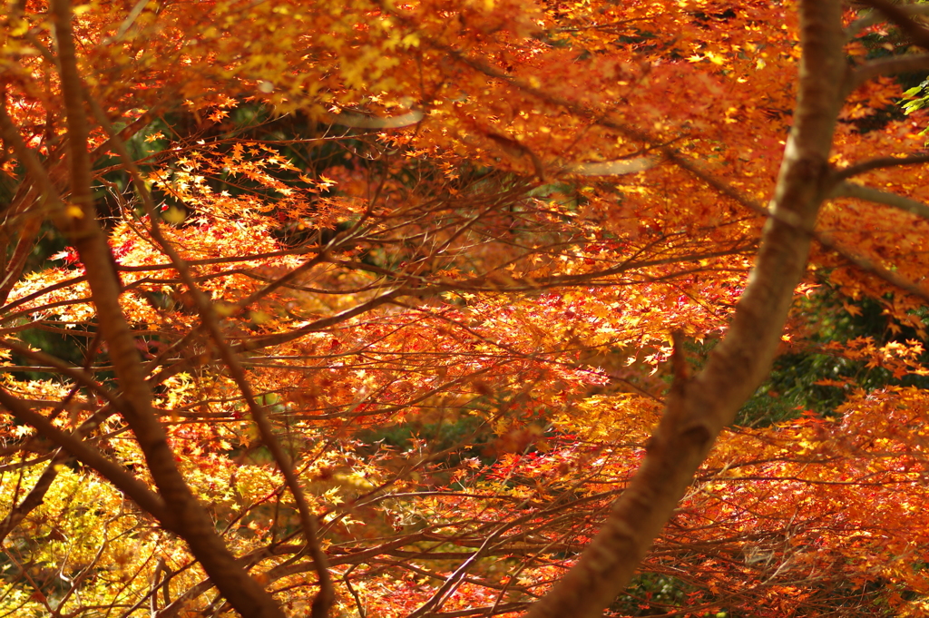 紅葉狩り