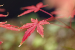 実家庭の紅葉