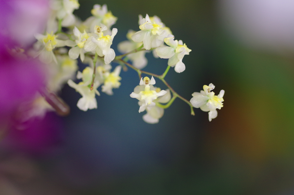 ウェルカムフラワー