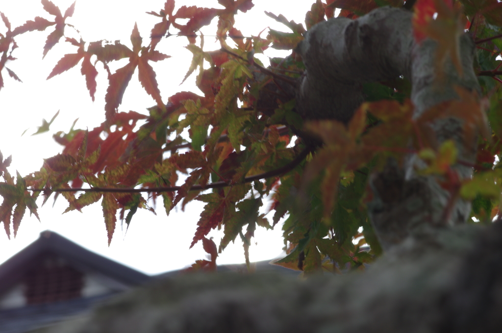 きれいな紅葉とはならず