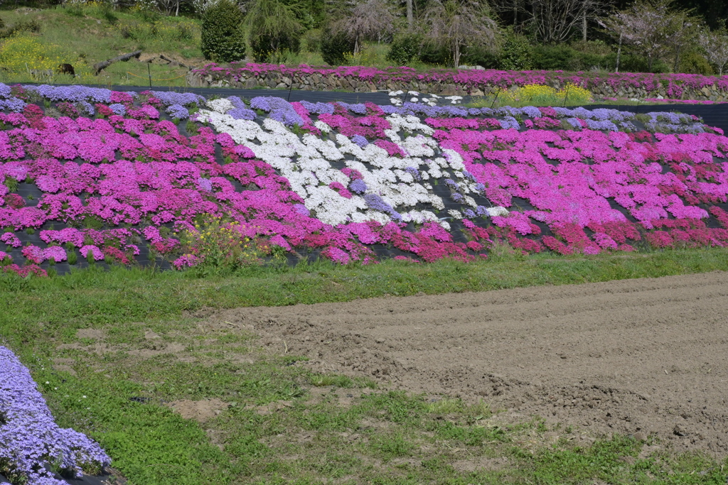 大道理の芝桜