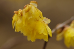 IMGP2599