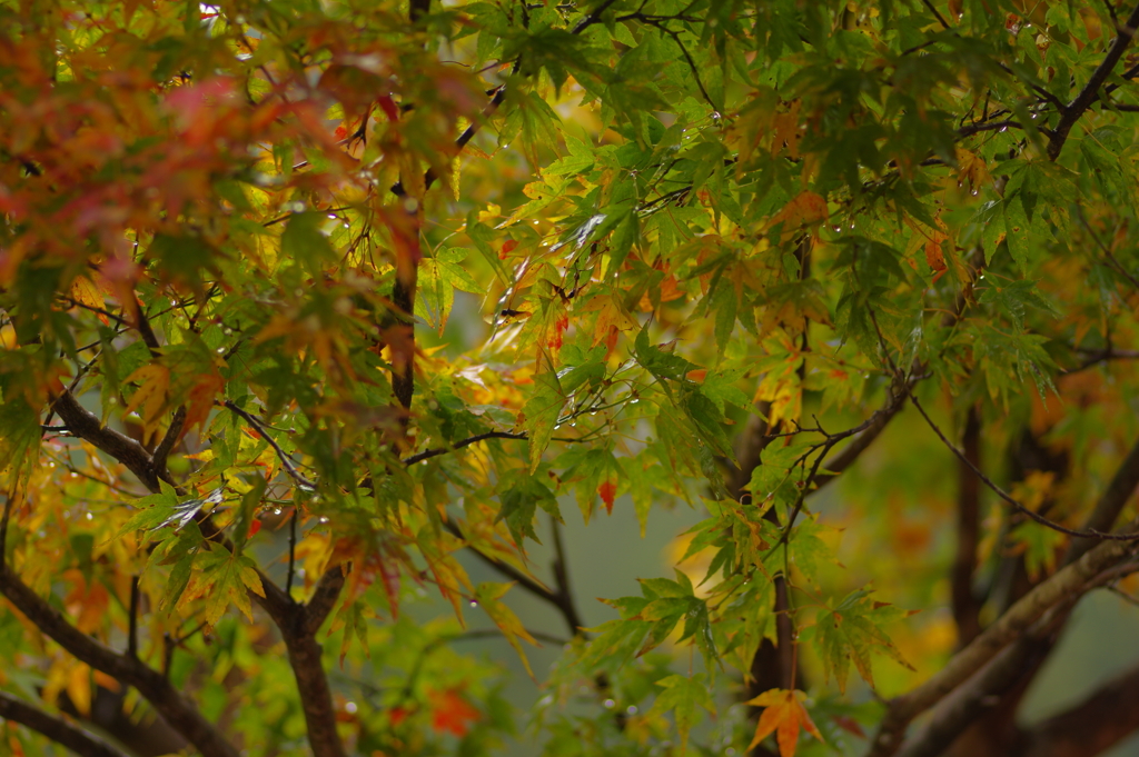 夫婦で紅葉狩り