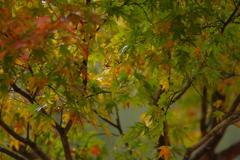夫婦で紅葉狩り