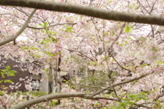 雨上がりお花見2021