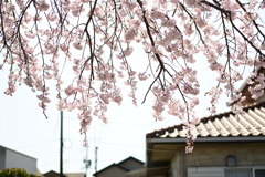 親子で花見散歩