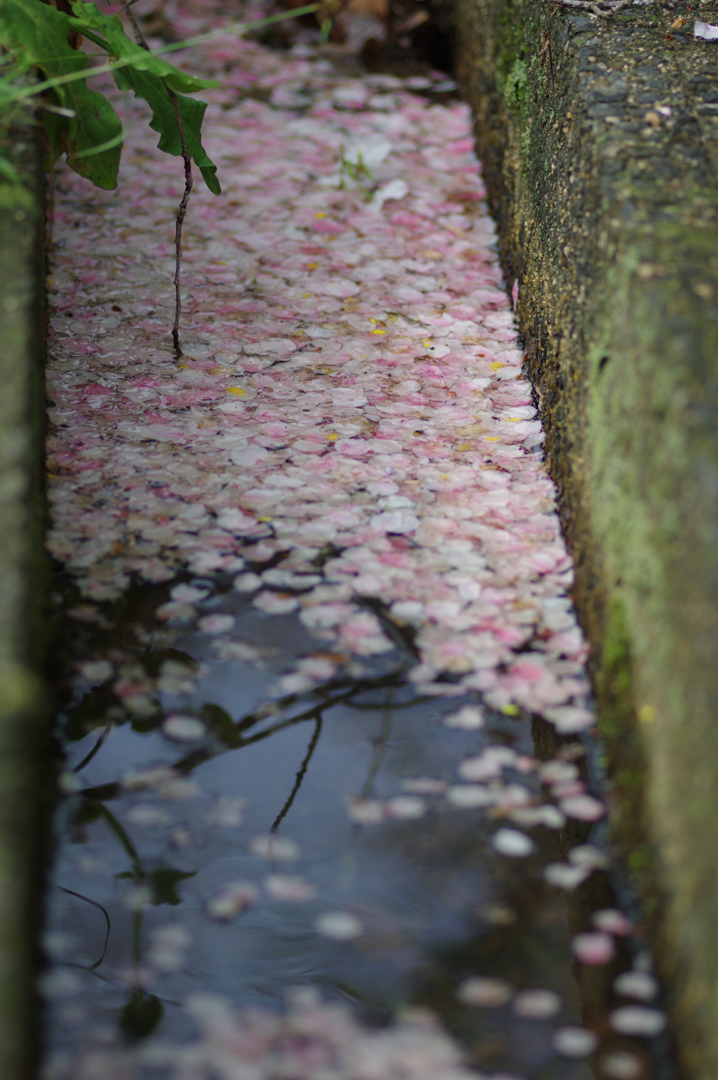 雨上がり一人でお花見