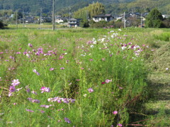 コンデジでカメラ練習中