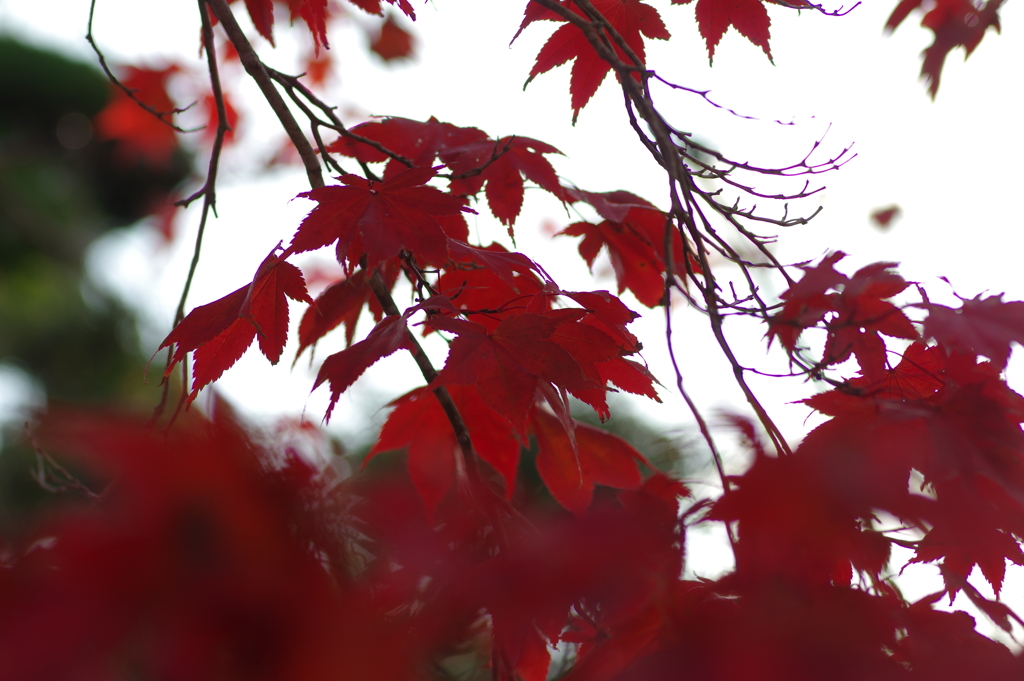 伊藤公記念公園の紅葉