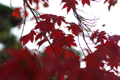 伊藤公記念公園の紅葉