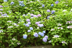 一眼持ってあじさい園へ