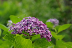 梅雨と紫陽花
