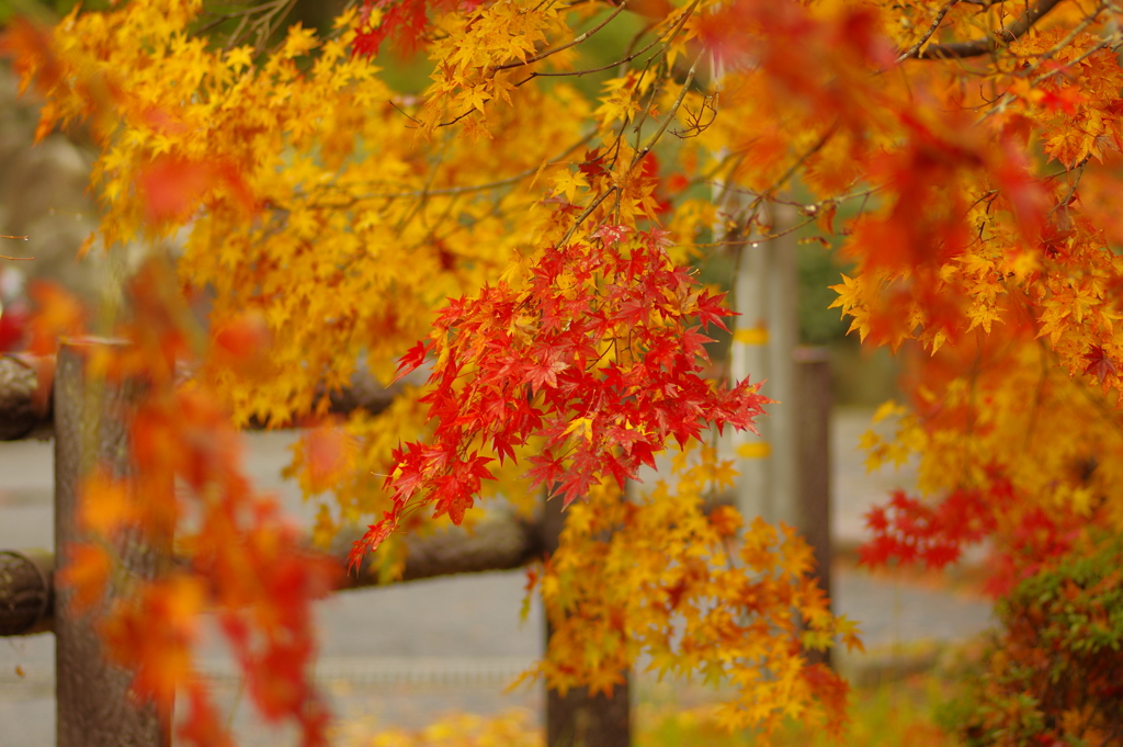 夫婦で紅葉狩り