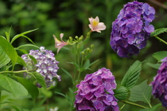 梅雨と紫陽花