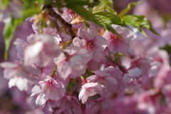 遅咲き河津桜