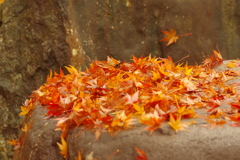 夫婦で紅葉狩り