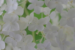 実家の紫陽花（雨上がり）
