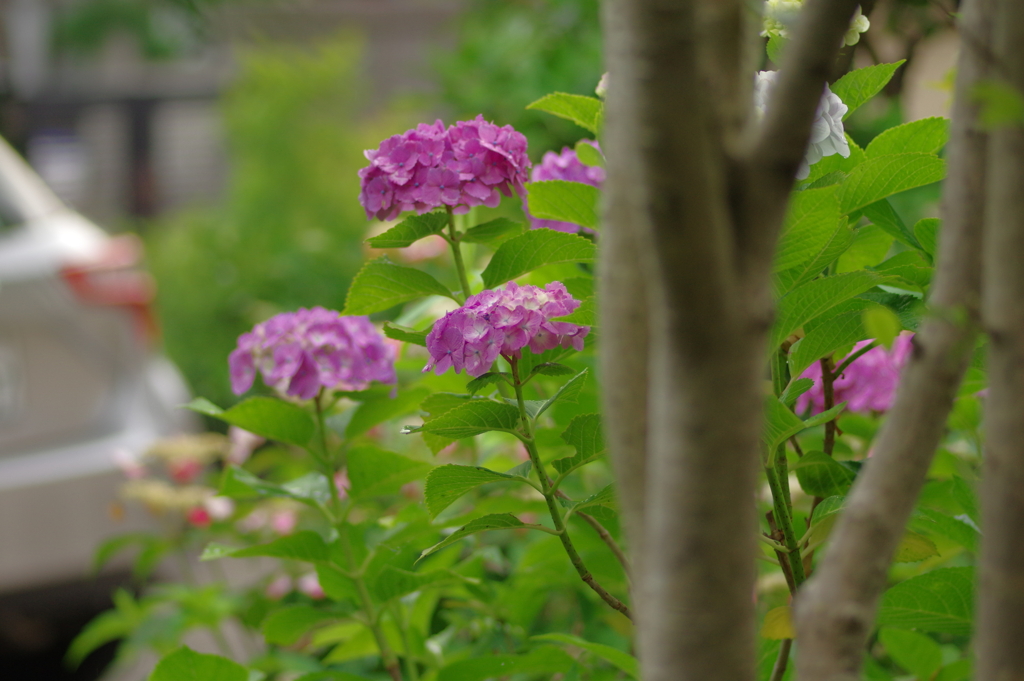 実家庭の紫陽花