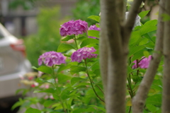 実家庭の紫陽花