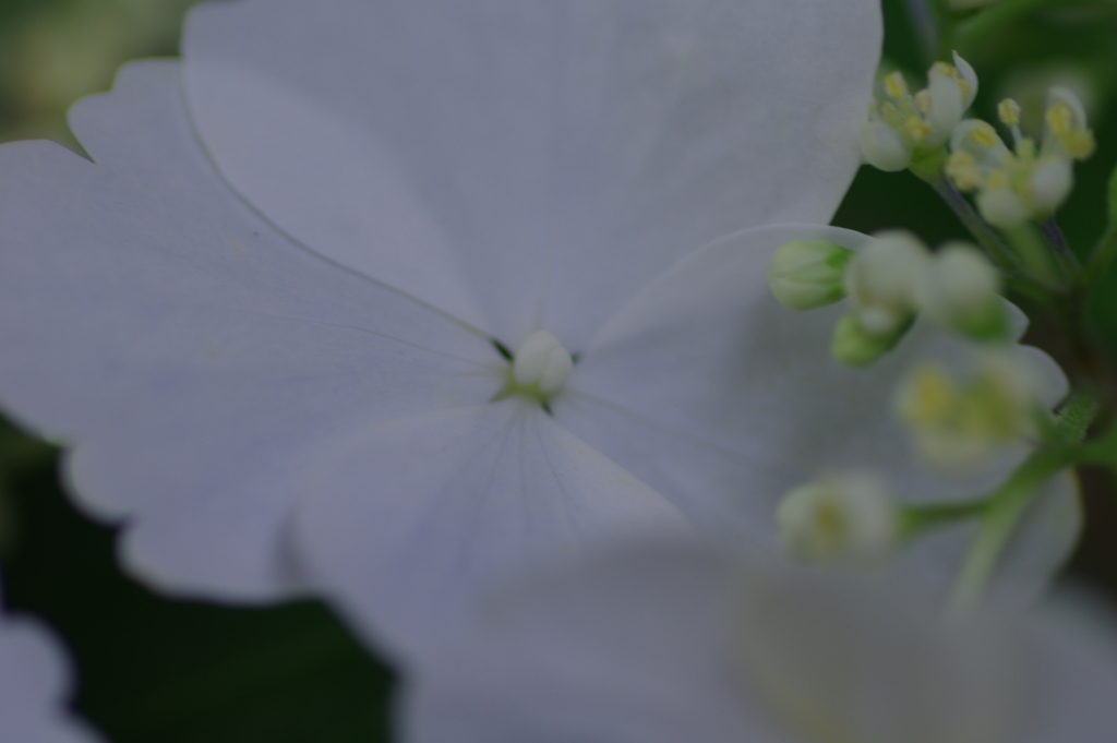 母の日に送った花