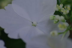 母の日に送った花