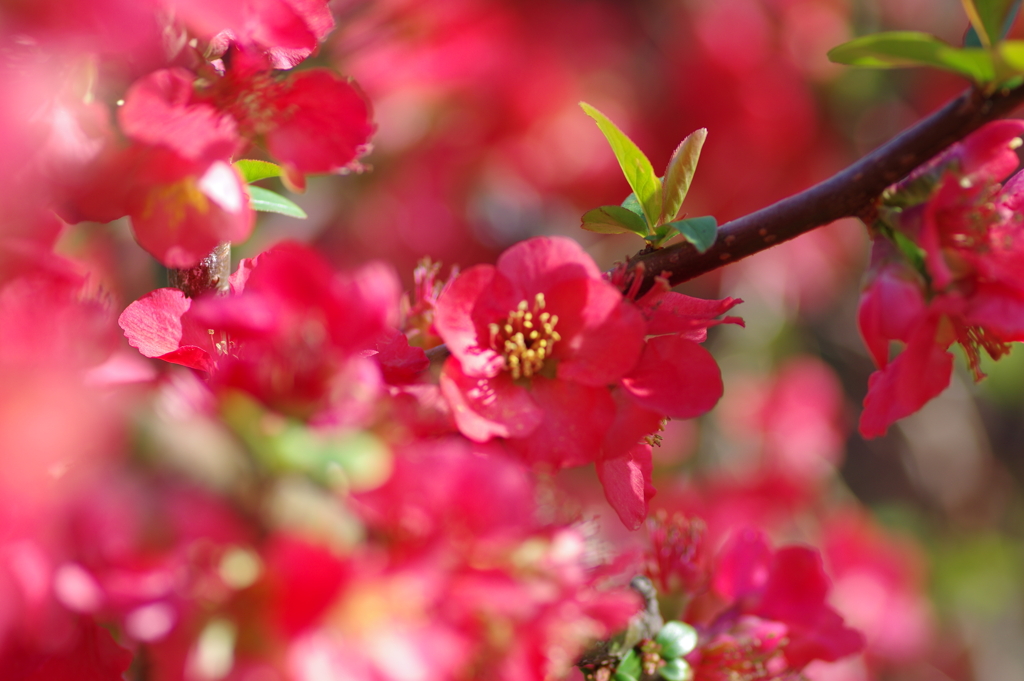 ひっそりと咲いていた木瓜の花